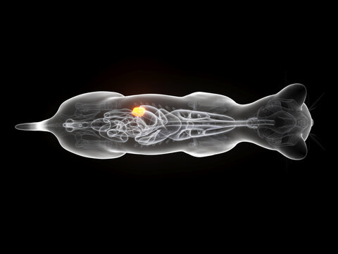 Illustrated 3D Model Showing The Spleen Of A Cat Body