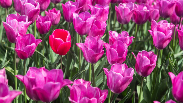 background with field of pink or purple tulips with one of a kind or single odd flower in red color