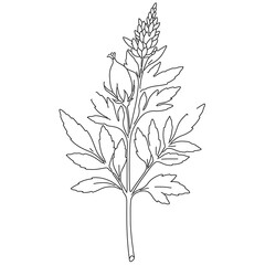 Wild herb sketch in detailed line art style on transparent background for botanical study or herbal medicine illustration hand drawn medicinal plant with leaves and seeds for coloring book page