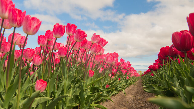 spring path through pink tulip flower field