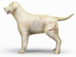 A Full Color Look At The Penis And Testicles Of A Dog © Sebastian Kaulitzki