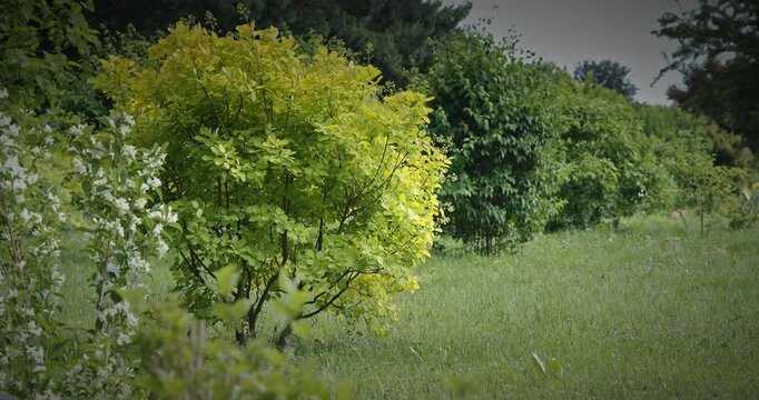 Cotinus coggigria. impressive bush displaying bright green leaves in harmony. European Smoketree, Eurasian Smoketree, Smoke Tree, Smoke Bush, Venice Sumach, Or Dyer's Sumach Is A Species Of Flowering