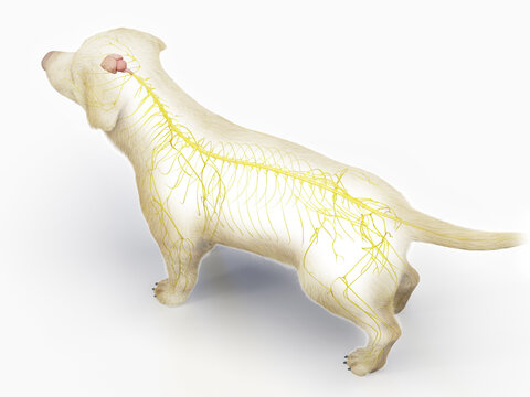 A Full Color Look At The Nervous System Of A Dog