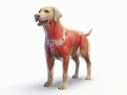 A Full Color Look At The Muscular System Of A Dog