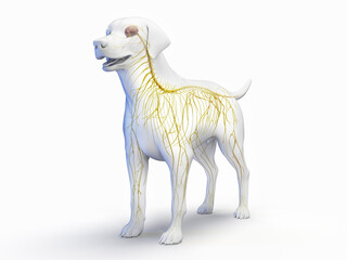 Fototapeta premium A Detailed 3D Depiction Of The Nervous System Of A Dog