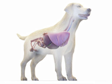A Detailed 3D Depiction Of A Full Color Look At The Organs Of A Dog