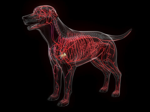 An X-Ray Depiction Of The Canine Arterial System
