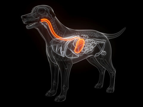 3D Anatomical Depiction Highlighting The Stomach Of A Canine Body