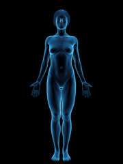 Illustrated 3D Model Highlighting The Female Body