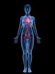 A Detailed 3D Depiction Of The Circulatory System Of A Woman