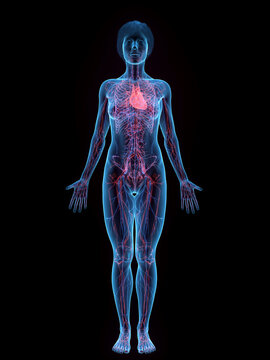 A Detailed 3D Depiction Of The Circulatory System Of A Woman