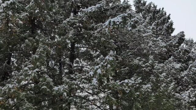 Evergreen trees covered in fresh white snow against overcast sky, showcasing intricate beauty of nature during cold winter season