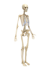 A Detailed 3D Depiction Of The Skeletal System Of A Woman © Sebastian Kaulitzki