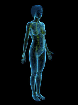 A Detailed 3D Depiction Of The Lymphatic System Of A Woman