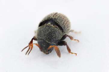 Olive bark beetle, Phloeotribus scarabaeoides. It is a serious pest attack olive trees in olive orchards. Adult insect from the front. © Tomasz