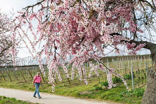 Man walking beneath blooming almond tree in spring along vineyard path