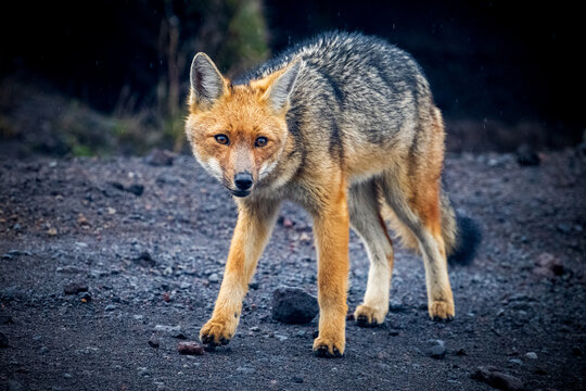 Portrait Of An Andean Fox In High Altitude on Cotopaxi