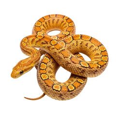 Fototapeta premium Albino-Ball-Python-Coiled-on-White-Background-Close-up-Portrait-Reptile.png