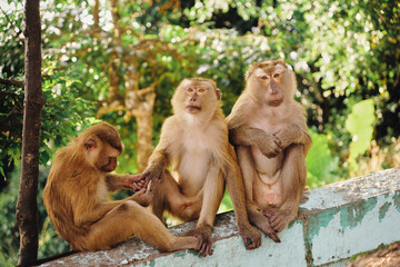 three relaxed macaques sitting on a stone fence in front of a forest. Monkey hill on the island of Phuket, Thailand