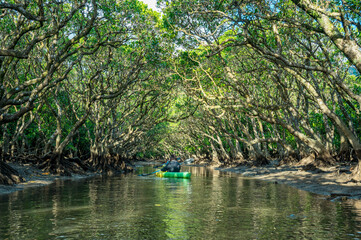 マングローブ洞