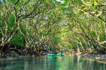 マングローブ洞