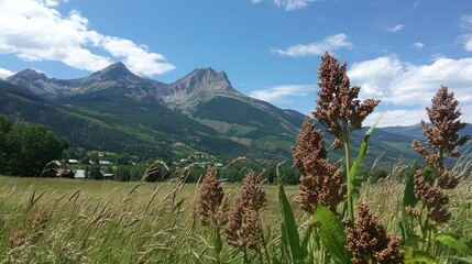 Rural Mountain Landscape with Grain in Foreground Under Blue Sky in Daylight Setting a Scenic View with Rustic Farm Field and Mountain Backdrop