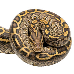 Obraz premium Beautiful-Ball-Python-Coiled-up-Close-Isolated-on-White-Background-Reptile.png