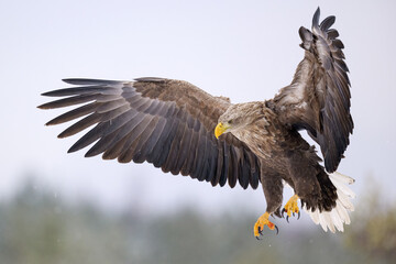 Adult sea eagle flying close-up in winter
