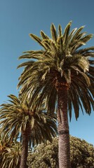 Tall Palm Trees Reaching Towards a Clear Blue Sky in Tropical Sunlight