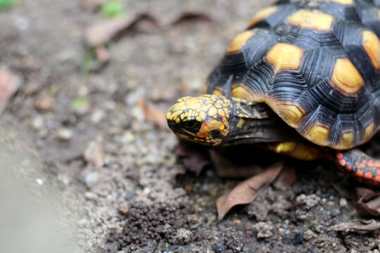Cute small baby Red-foot Tortoise in the nature,The red-footed tortoise (Chelonoidis carbonarius) is a species of tortoise from northern South America