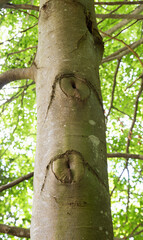 Fototapeta premium beech tree stem with two eyes in the bark, curious nature