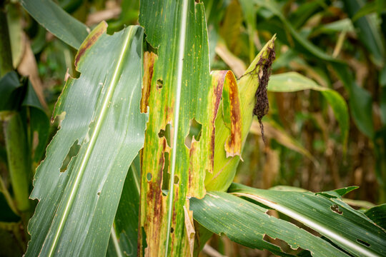Close-up of damaged corn leaves with holes caused by Fall Armyworm pests and fungal disease in an agricultural field. High-quality image for farming, crop loss, and pest control industries