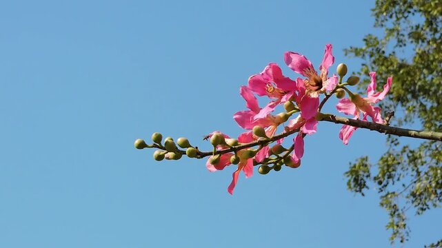 flowers of a Silk Floss Tree (Ceiba speciosa), a species known for its vibrant blooms and unique trunk