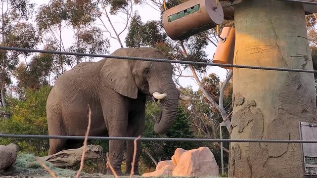 Elephant feeding alone inside a zoo enclosure. Single large mammal observed in a managed habitat for conservation, education, and protection.