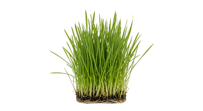 Fresh green wheatgrass sprouts with roots and soil isolated on white background. Healthy organic microgreens for juice and smoothies. Natural superfood for detox and wellness concepts.
