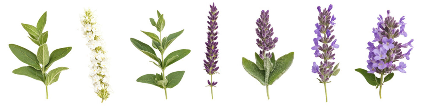 High-quality botanical illustrations of lavender flowers on transparent background