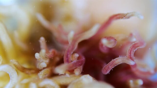 Tentacles of a worm Polychaeta family Terebellidae under a microscope, phylum Annelida. White Sea