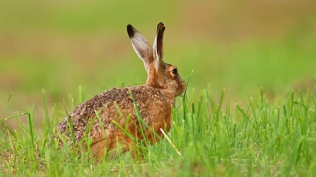 European Brown Hare (Lepus europaeus) Hopping and Grazing on a Meadow at Sunrise, Nuremberg, Bavaria, Germany