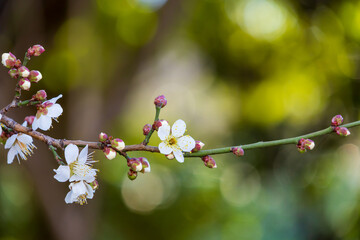 咲き始めた白梅のクローズアップ