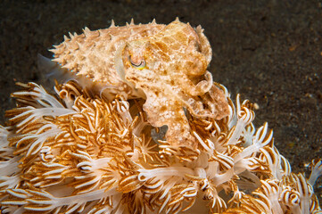 Reef cuttlefish camouflaged among soft corals in Lembeh Indonesia