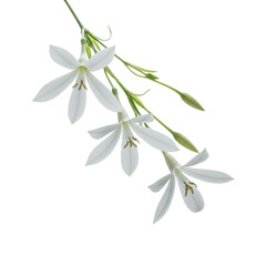 Obraz premium White flowers on a green stem isolated on transparent background with leaves and buds