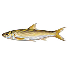 Fototapeta premium Golden fish with yellow fins and scales on transparent background