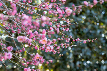咲き始めた紅梅のクローズアップ