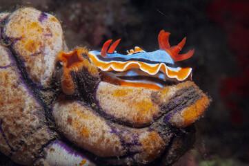 Colorful Chromodoris magnifica nudibranch crawling on a sponge in Lembeh, Indonesia
