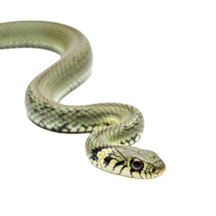 Obraz premium Green-Non-Venomous-Snake-With-Relaxed-Black-and-Yellow-Pattern-on-White-Background-Realistic-High-Resolution.png
