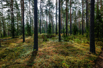Obraz premium Macial fairtale forest in a sunny day. Forest therapy and stress erelief.