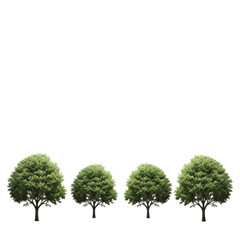 Obraz premium Three green trees on transparent background for nature or landscape design