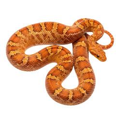 Obraz premium Orange-and-Yellow-Striped-Snake-Reptile-Stock-Photo.png