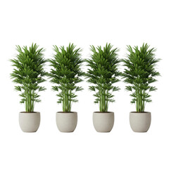 Fototapeta premium Four potted plants with green leaves isolated on transparent background for decoration or gardening