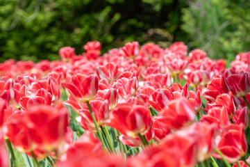 春の陽光を浴びて咲き誇る赤と白のチューリップの群生